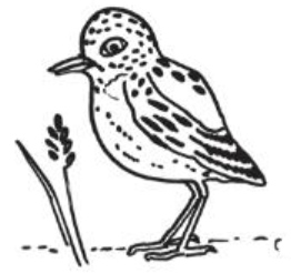 BioOiseau